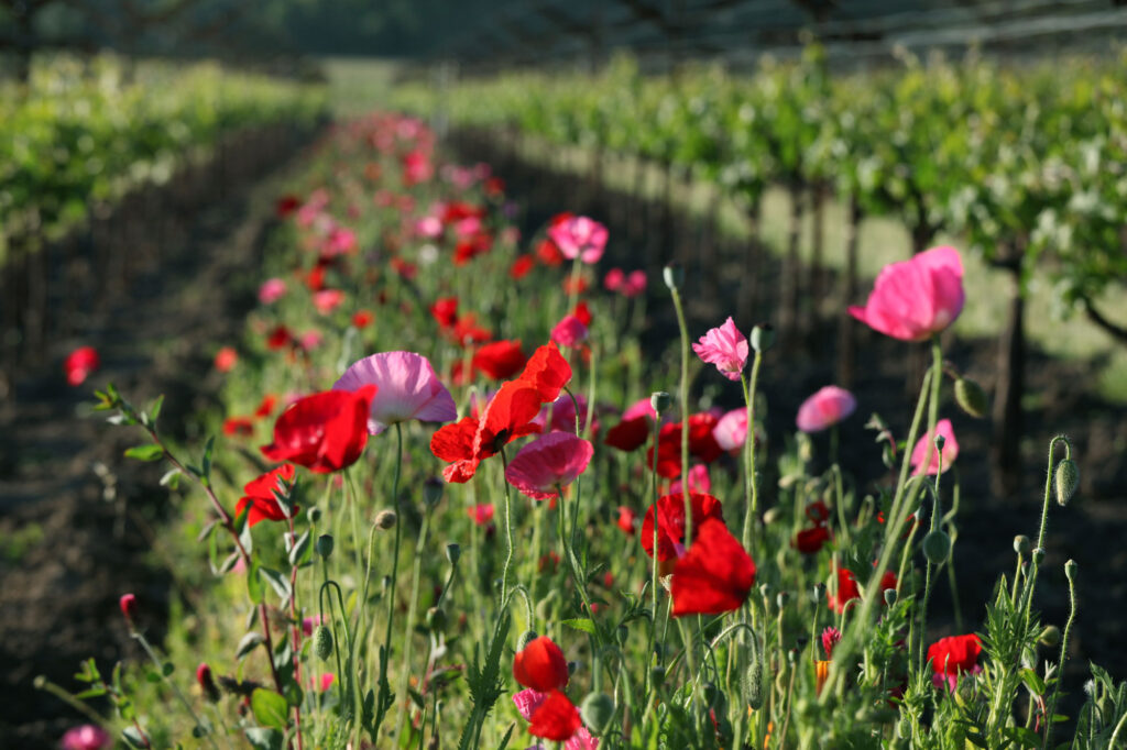 pink and red flowers
