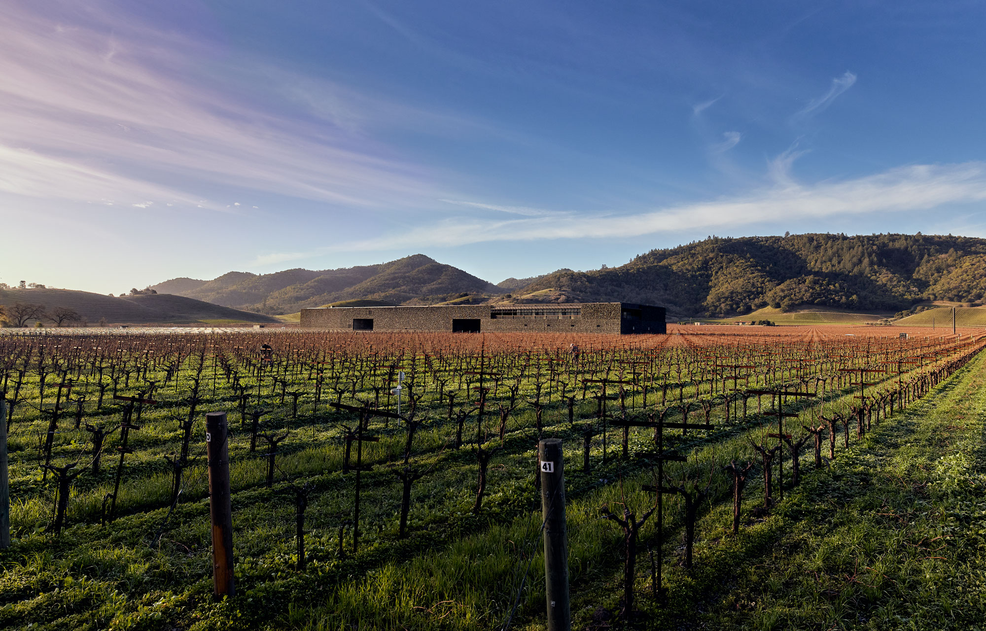Vineyard with blue skies