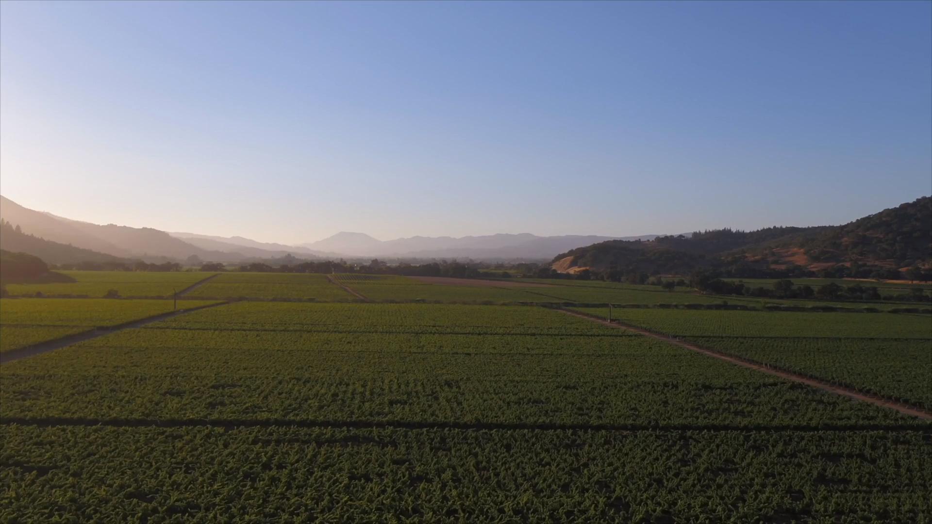 Flyover image of Dominus Estate vineyard